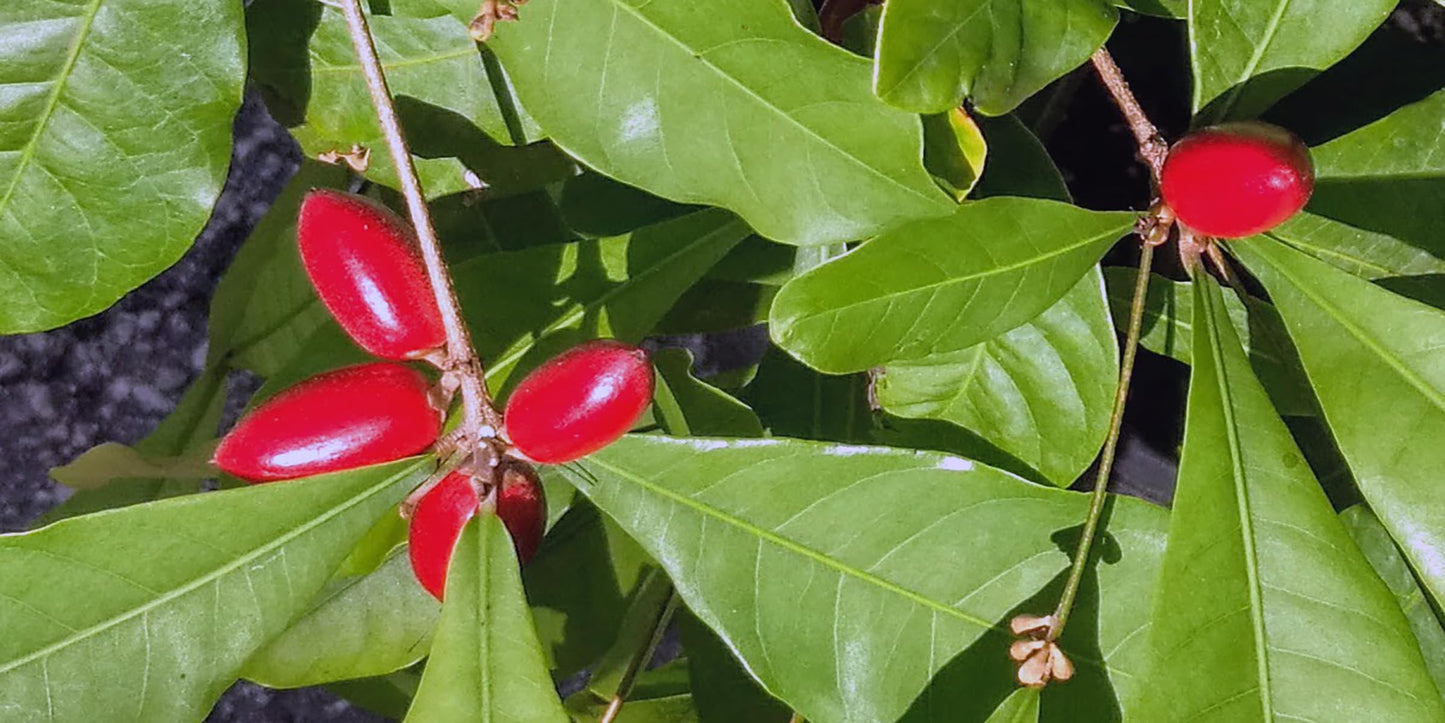 Miracle Fruit Plant Live – Synsepalum dulcificum – Taste-Changing Berry Plant – Sweetens Sour Foods Naturally – Tropical Edible Fruit Shrub – Live Starter Plant (No Pot) (2, Large)