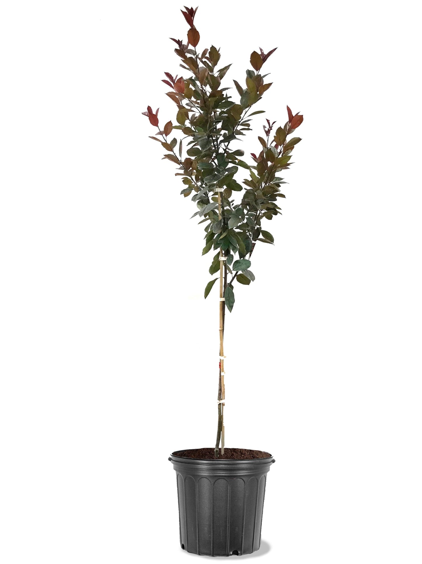 American Plant Exchange Crabapple Tree 'Summer Wonder' – Live Flowering Ornamental Tree, 5-Gallon Pot, Cold Hardy, Deep Pink Blooms and Burgundy Foliage for Outdoor Landscapes