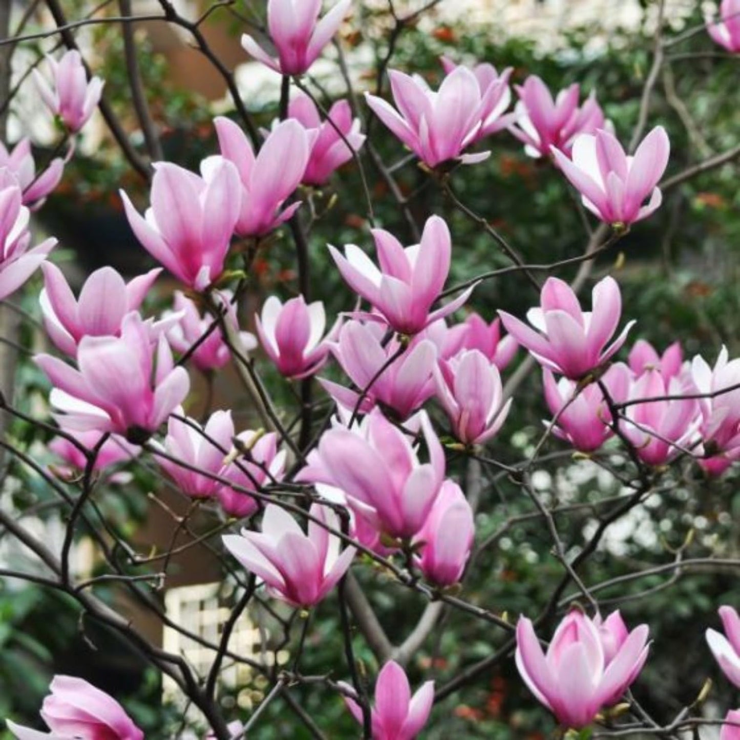 Ann Magnolia Tree Live Plant 6 to 12 Inch Height, Fragrant Magnolia Plant Live to Grow, Magnolia Bush Flowers in 3 Inch Pot