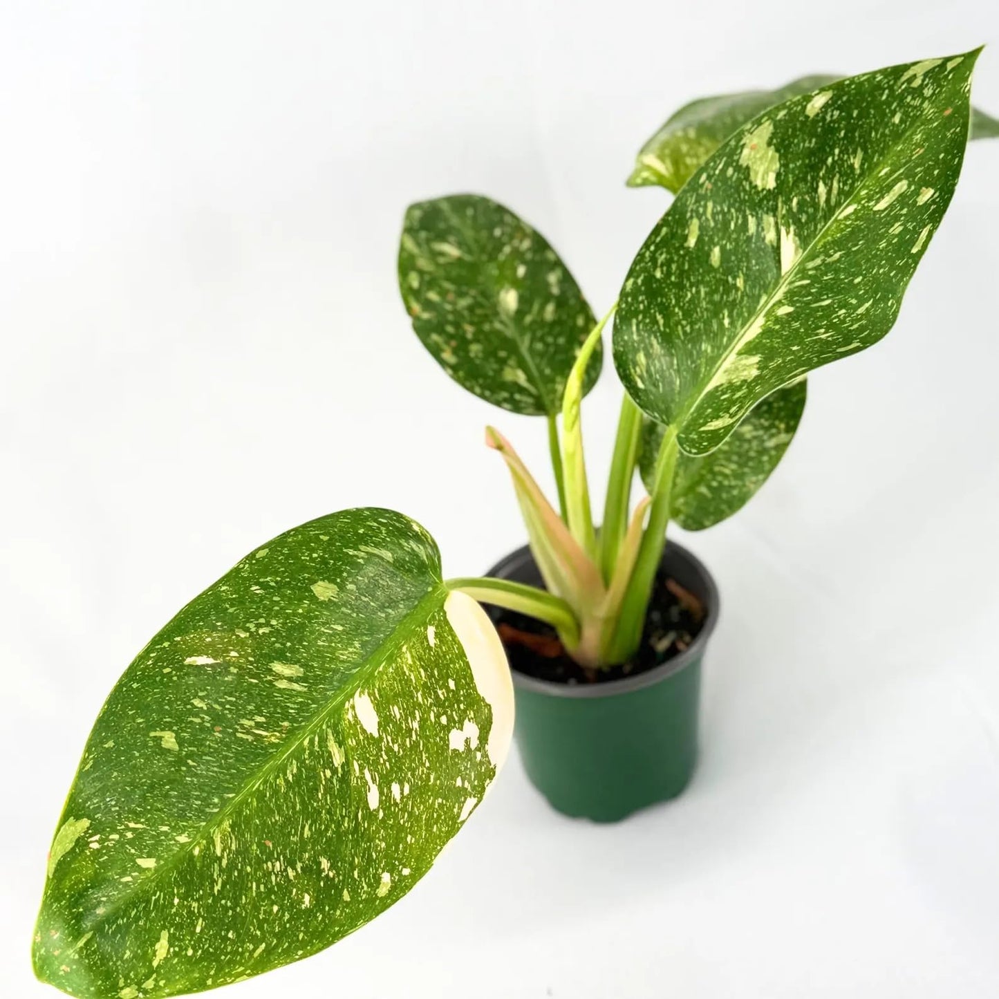 Philodendron Green Congo Nuclear Live Plant – Exotic Variegated Philodendron for Indoor Houseplants Collection – Lush Tropical Foliage Plant for Home Decor & Unique Plant Gifts (Heat Pack Included)