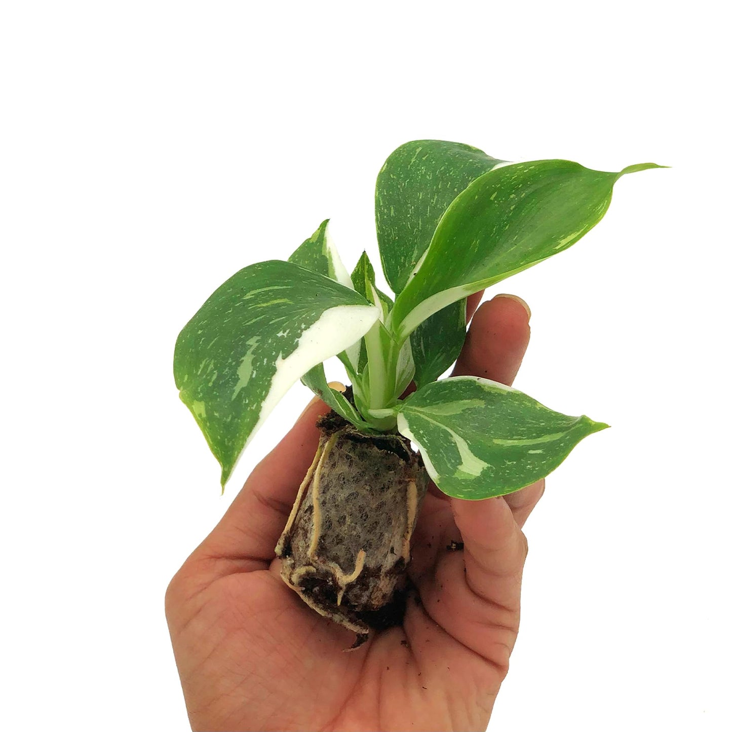 Live Plant - Philodendron White Wizard, 4-6” Tall 2” Plug - 1ct - Live Arrival Guaranteed - House Plants for Home Decor & Gift
