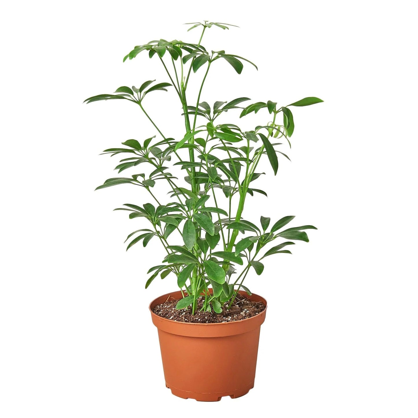 Schefflera Arboricola 'Umbrella' in 6in Pot - Live Plants Tropical Houseplants | Variegated | USA Growers | The Snobby Leaf