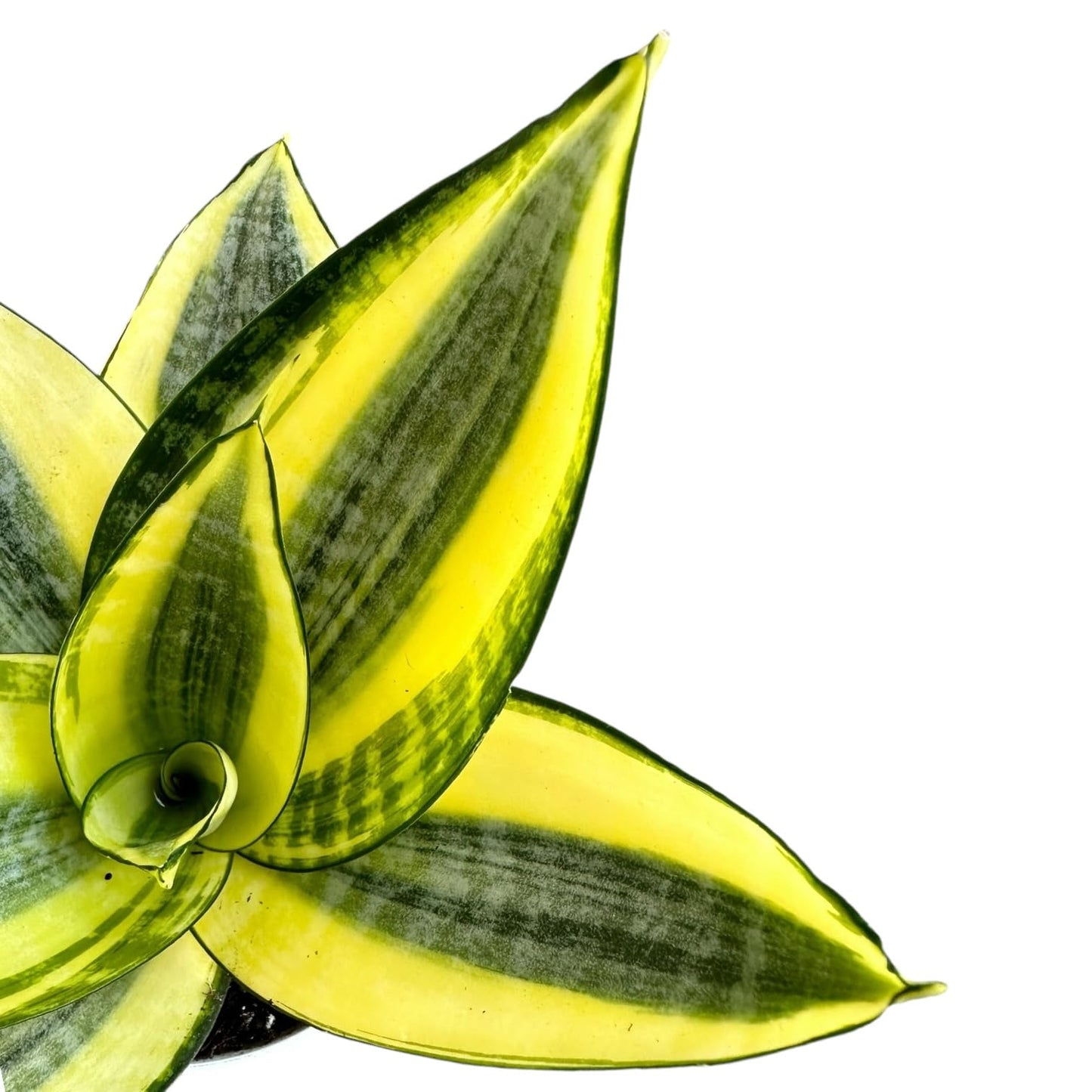 Hopewind Plants Shop Snake Plant, Sansevieria, Live Indoor Plant, Easy Care, Air Purifying Plant, 4 inch Pot (Gold Star)