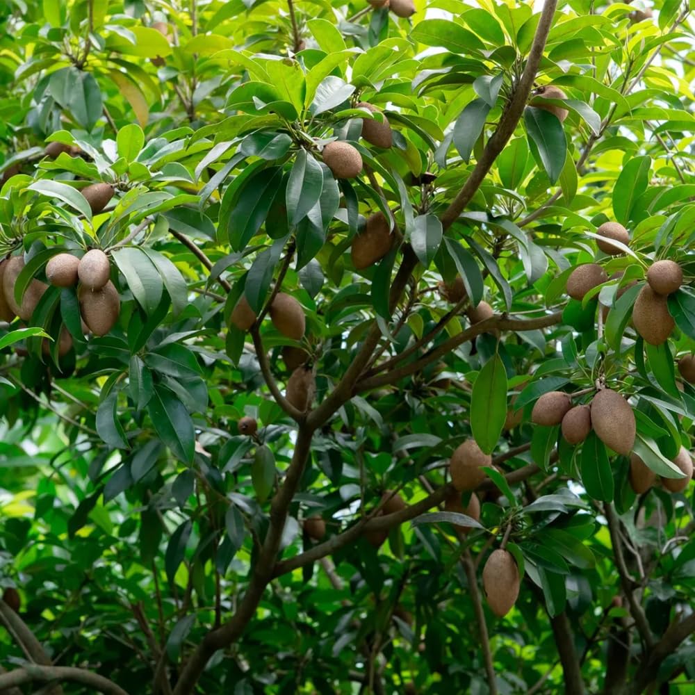 5Pcs Sapote Seeds for Planting, Tropical Sapodilla Seeds to Grow