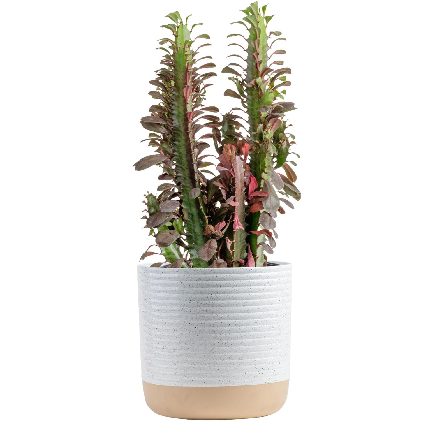 Costa Farms Live Euphorbia Trigona ‘Red’ Cactus Plant in 10-Inch Decorative Pot – Tall, Low-Maintenance Succulent for Indoor Decor, Air-Purifying, Rare Red African Milk Tree