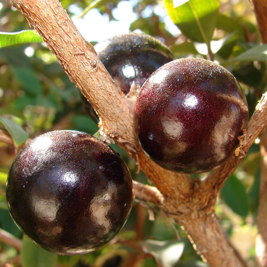Jabuticaba Fruit Tree for Planting | Jaboticaba Live Tree | 2.5–3 Ft Potted Tropical Fruit Tree | Sweet Edible Berries for Home Gardens Patios & Containers | No Ship to CA,HI,AK