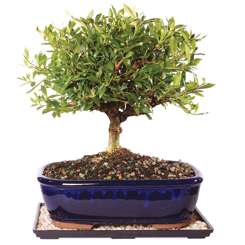 Brussel's Bonsai - Live Gardenia Bonsai Tree with Ceramic Bonsai Pot and Humidity Tray, Outdoor Bonsai Plant, 6 Years Old, 10-14 Inches Tall, Easy Care Flowering Plant (Large)