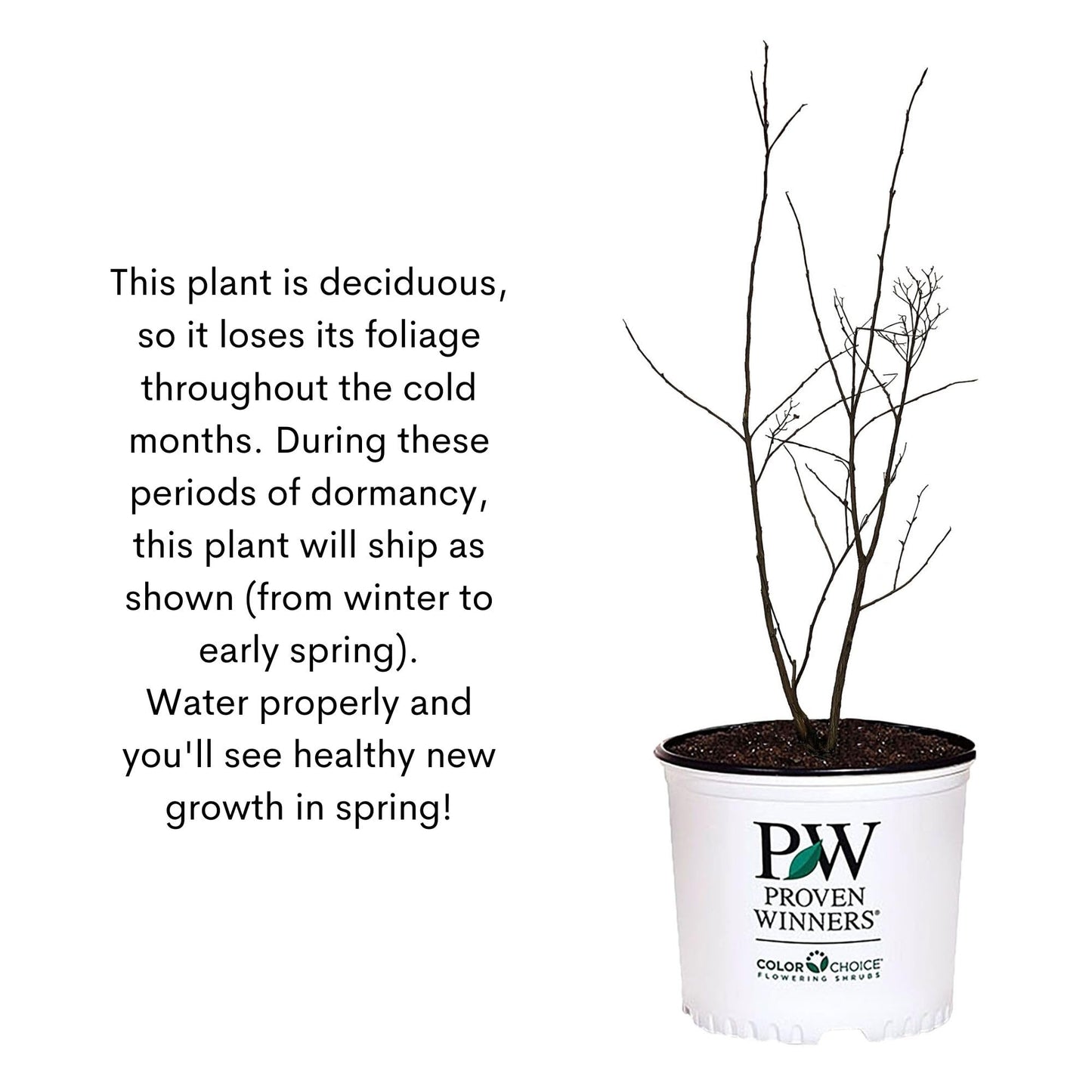 Proven Winners 2 Gal. Center Stage Red Crape Myrtle Shrub