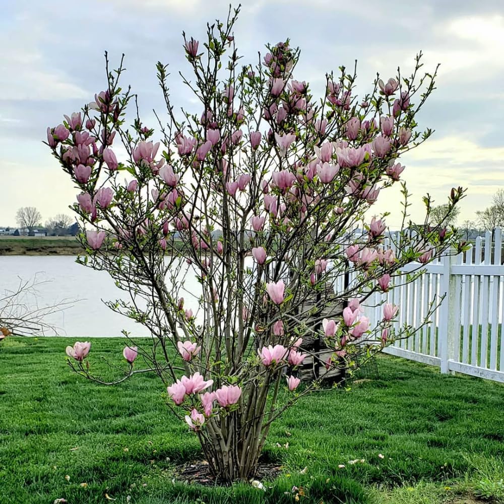 Magnolia Trees Live Plants, Jane Magnolia Tree, Pink Blooms, Well Rooted in 3 Gallon Pot, 3 Feet Tall, Fragrant Pink Flowers for Patio and Garden, No Ship to CA