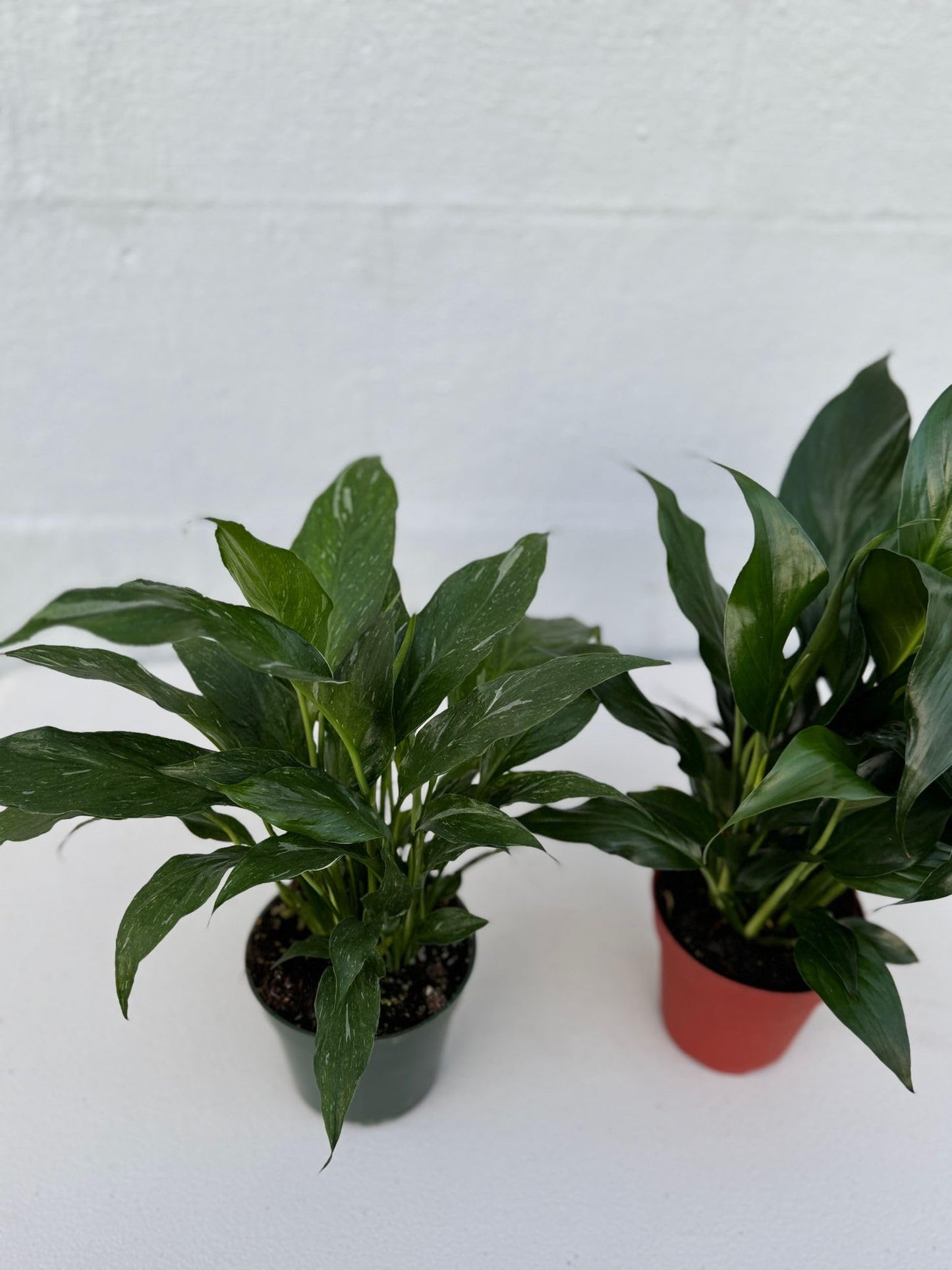 PLANTVERS Peace Lily in a 4” Grow Pot – Live Spathiphyllum – Flowering Air Purifying Plant – Easy Care & Low Maintenance Houseplant – Blooming Gift Plant (Set of 2 Pots Assorted)