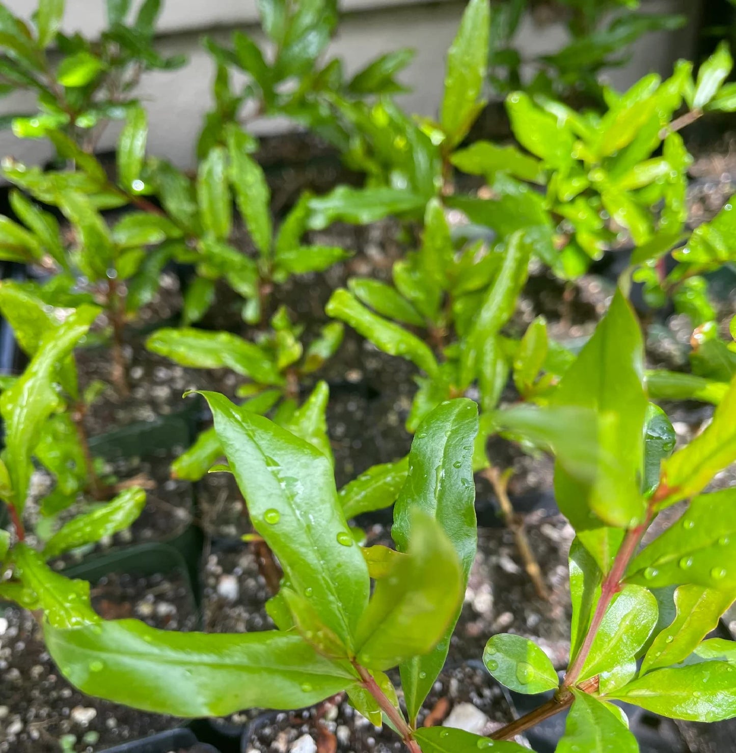 Pomegranate 'Wonderful' (Punica Granatum) - 2 inch Pot Live Plant - Grown in California.