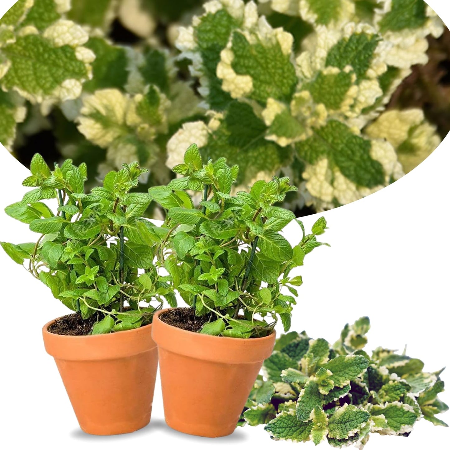 2 Pineapple Mint Plants Live Clumps Potted, Size 5-9" in Tall, Fresh Mints Herb for Indoor Outdoor Growing, Culinary Gardening, Cold Hardy and Fast-Growing