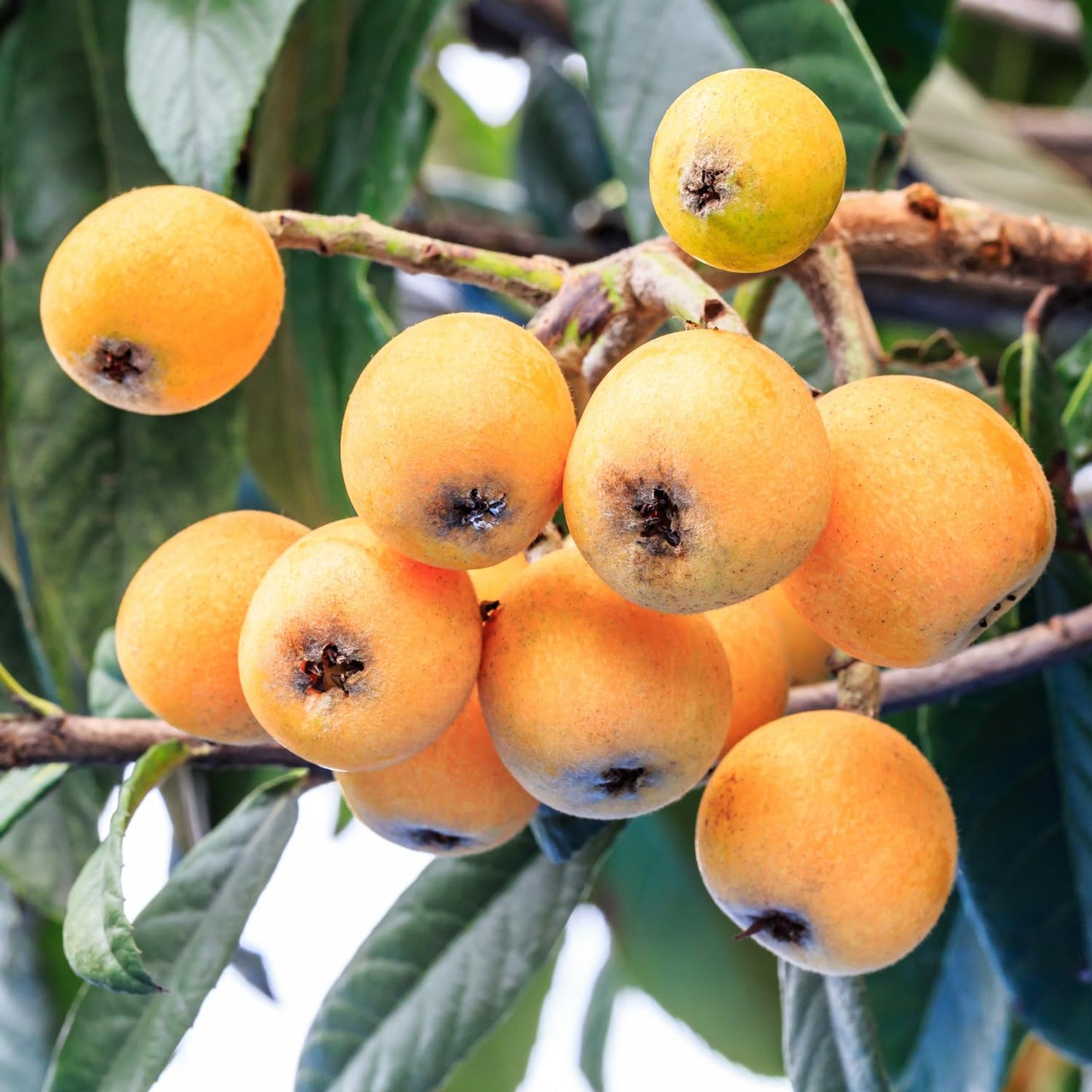 Loquat Tree, 5-9'' Tall Live Loquat Trees Live Plant in 4 Inch Pot, Cold Hardy, Perennial Fruit Plant Seedlings for Home Garden