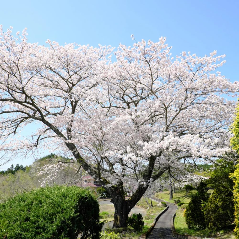 Cherry Blossom Tree, Live Ornamental Tree 6-12" Tall in Pot, Beautiful Spring Blooms for Outdoor Planting (White Cherry Blossom)