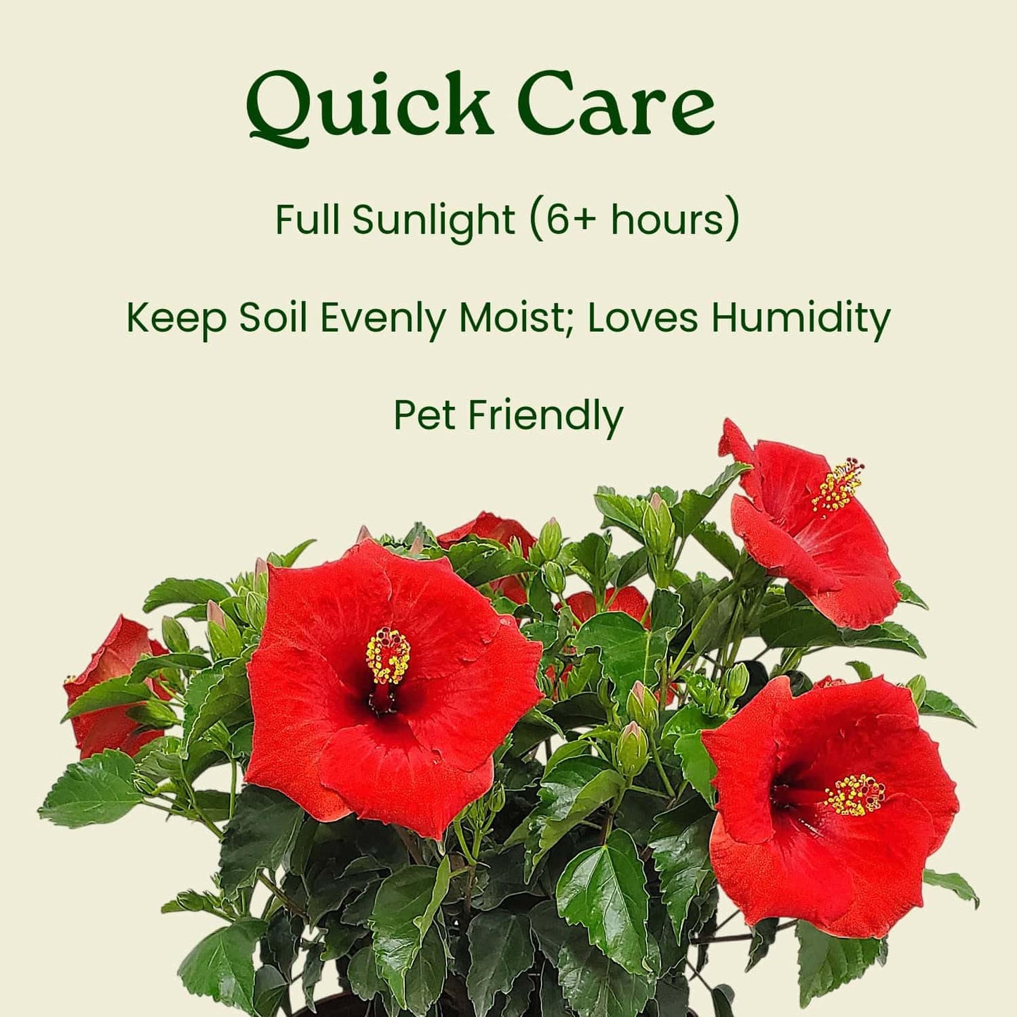 Yoder Red Hibiscus Bush - 22" to 26" Overall Height - Large Live Flowering Plant - Tropical Plants of Florida (Plant Only)