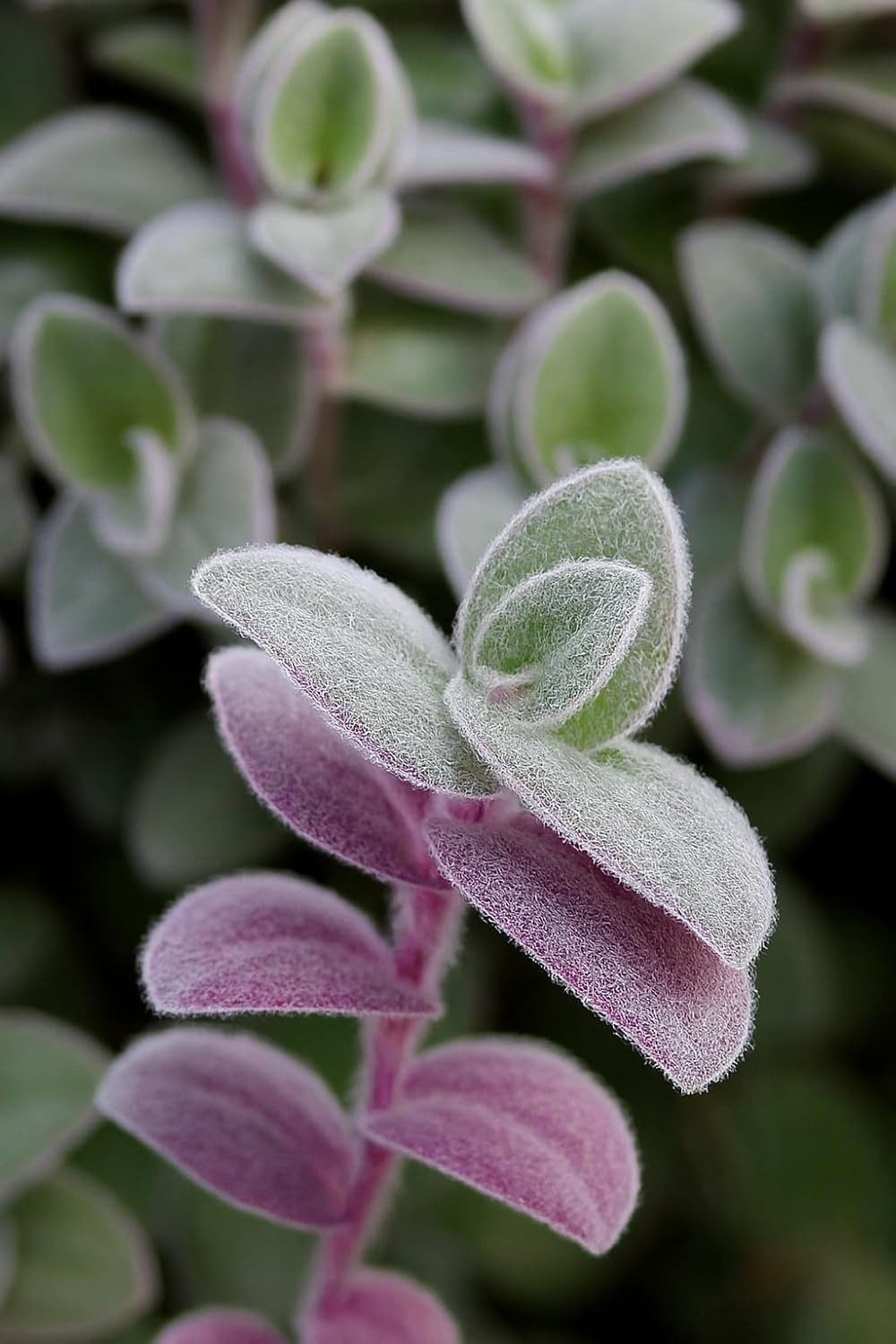 2 Baby Bunny Wandering Jew Cuttings – Tradescantia ‘Baby Bunny Bellies’ Live Plant Cuttings – Soft Fuzzy Trailing Houseplant, Easy to Root (2 Fresh Cuttings)