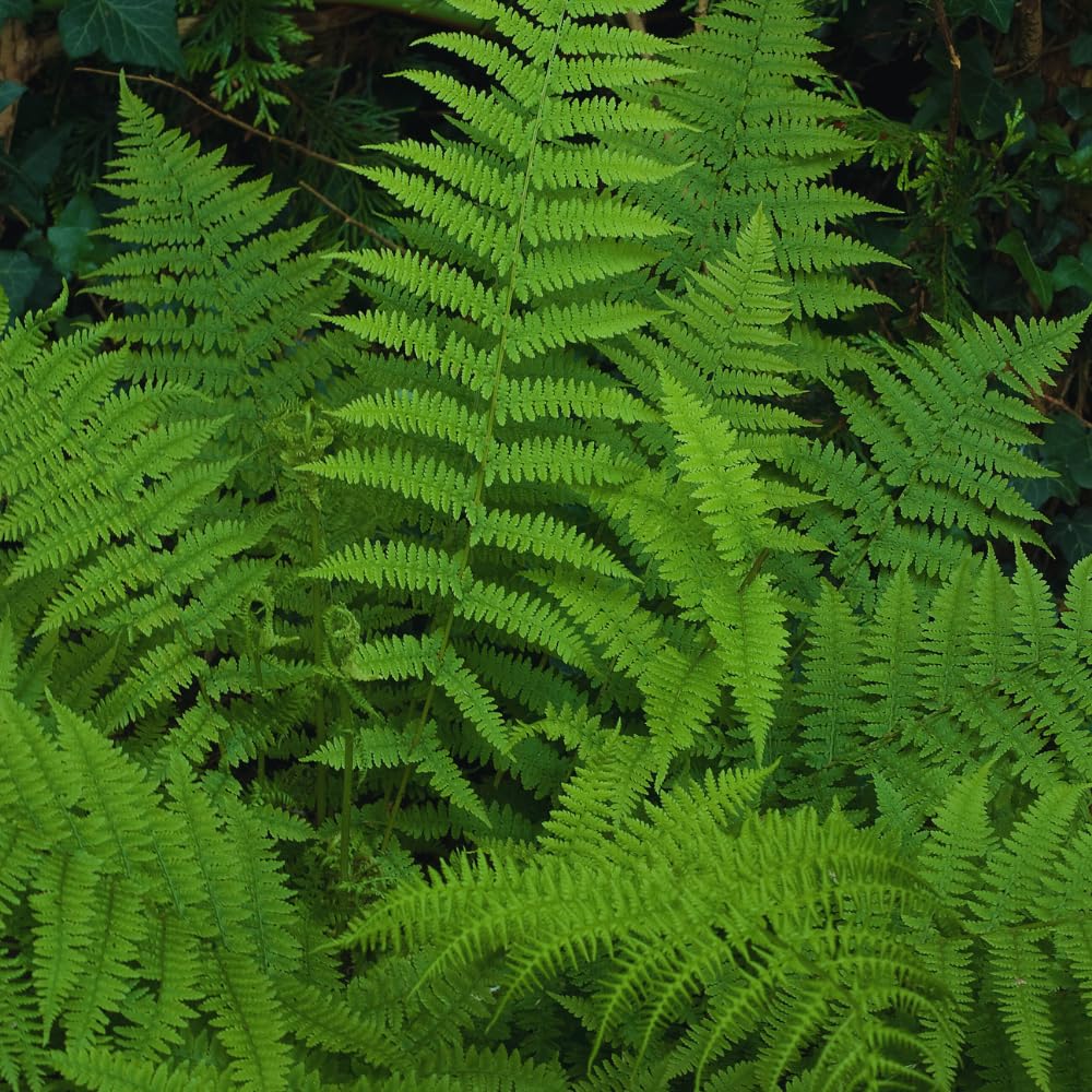 5 Roots of Ostrich Fern, Fern Plants Live, Live Fern Plants, Fern Plant Seedlings, Fern Rhizomes for Planting, 5 Roots