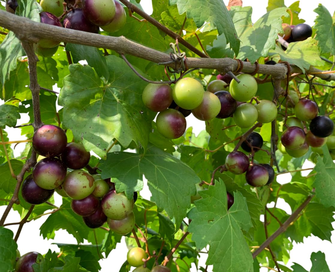 Muscadine Grapes Vine Live Plants Sweet Grapevine Scuppernong Grape Vine, Grapefruit Tree 4-6 Inch Tall, 2 Plants
