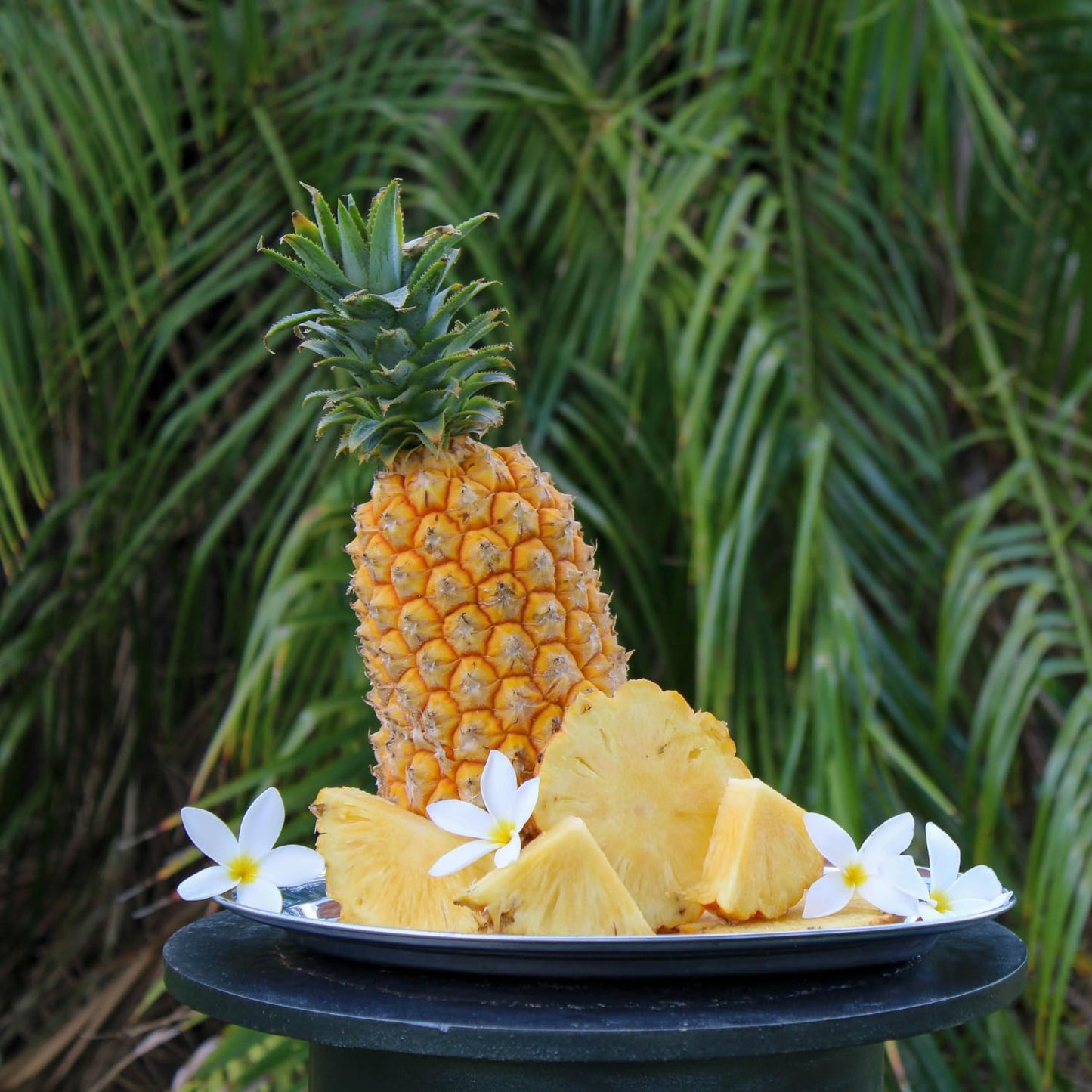 Gold Pineapple Plant Live, Cold Hardy Pinapple Fruit Tree 4-6 Inc, Tropical Plant for Garden