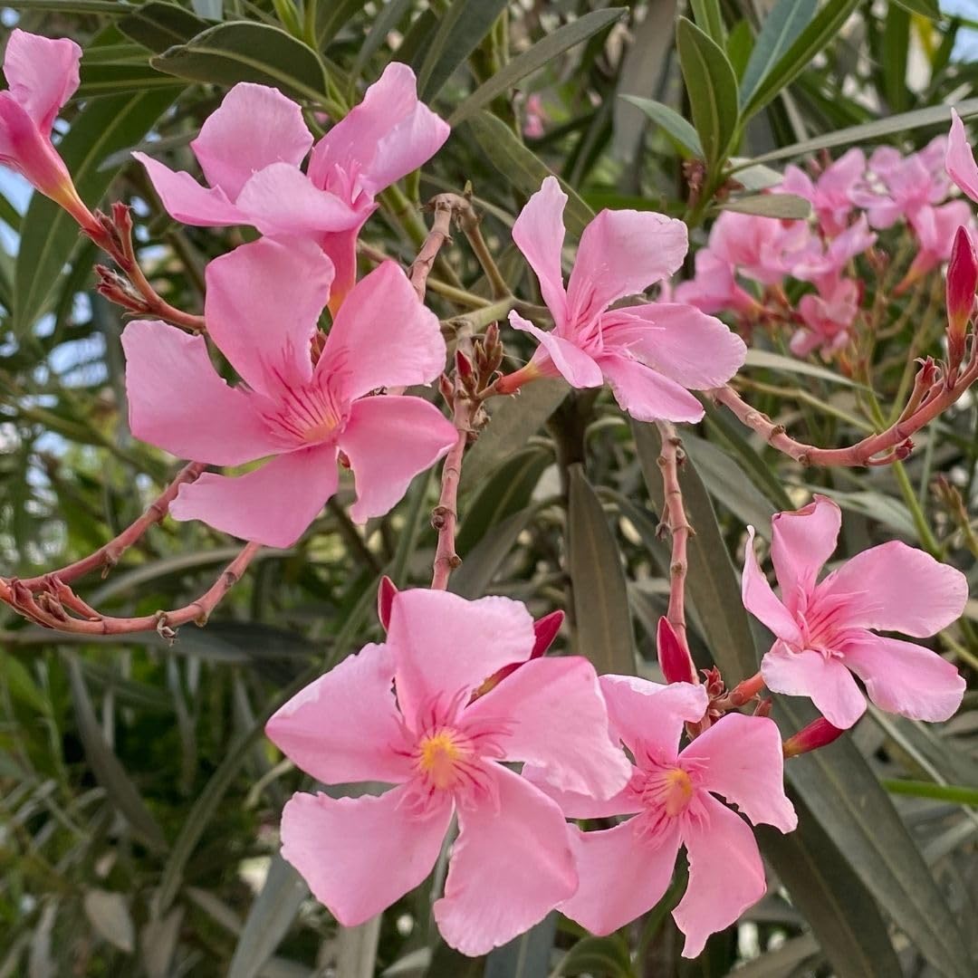 Pink Oleander Live Plant 4-8 Inch Tall, Pink Oleander Plants Live for Garden, Flowering Outdoor Shrub for Planting