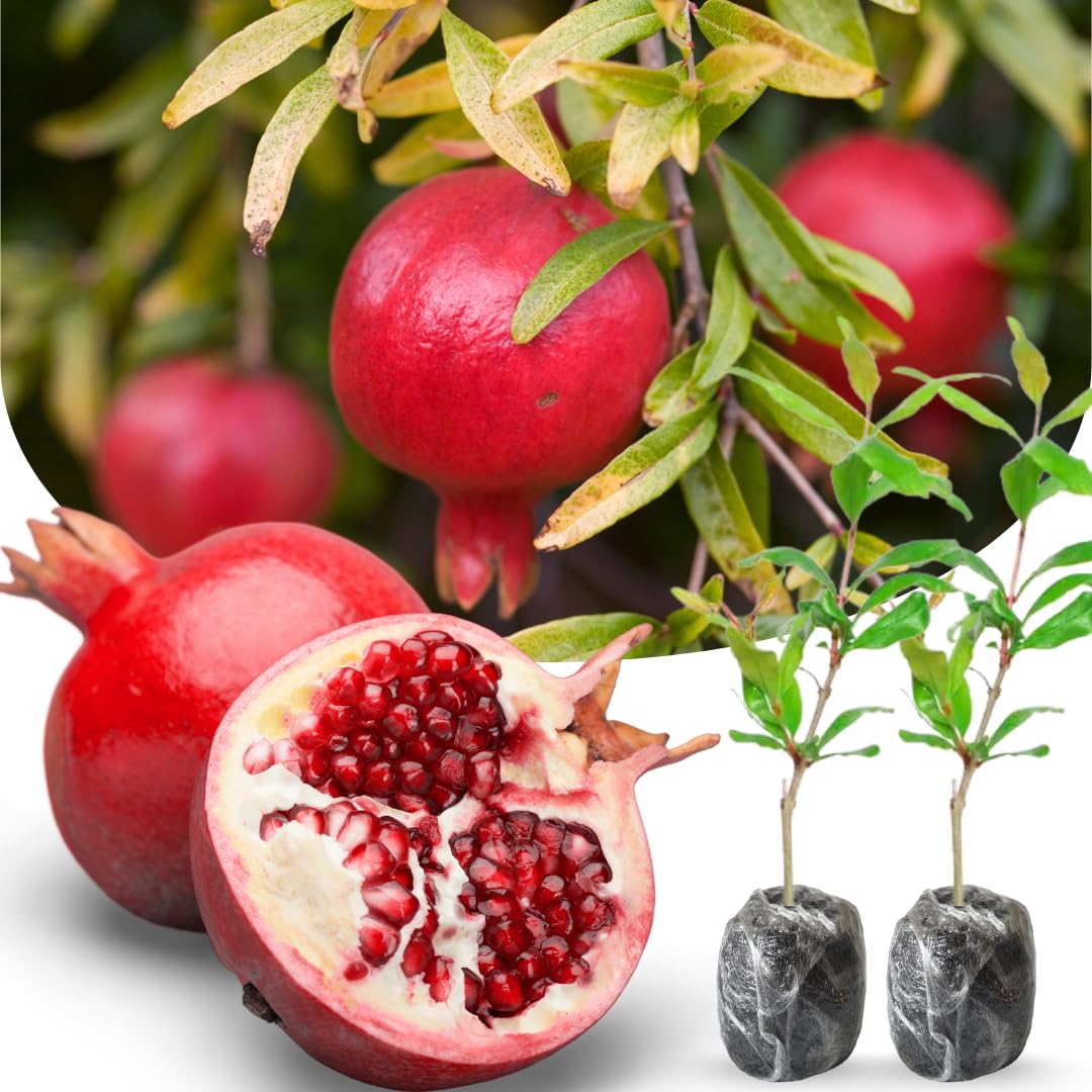 Large Sweet Fruit Pomegranate Tree Live Plant, Well Rooted, 6 to 8 Inc Tall, Delicious Large Sweet Fruit