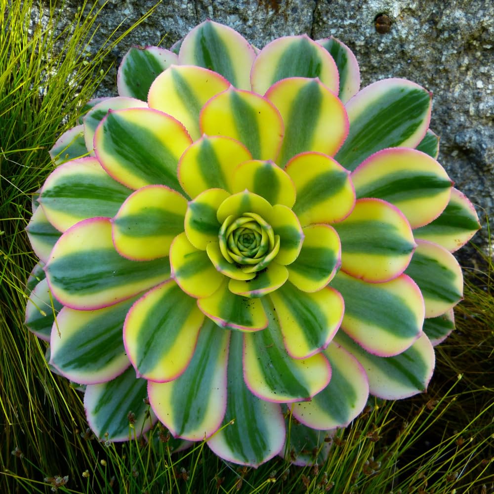 Aeonium Succulents Plant Live, Yellow Pink Green Aeonium Plant, House Plant Live 4 Inc Potted, Easy to Plant Gardening
