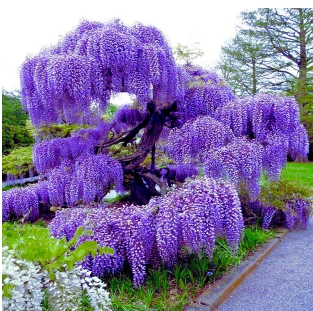 Blue Moon Wisteria Vine - Massive Foot Long Fragrant Flowers - Attract Hummingbirds - 2 - Year Plant by - Japanese Maples and Evergreens