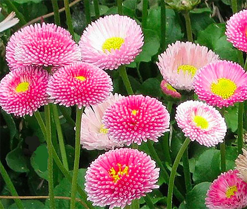 Pink English Daisy, Lawns and Borders - 1000 Seeds - Bellis Perennis