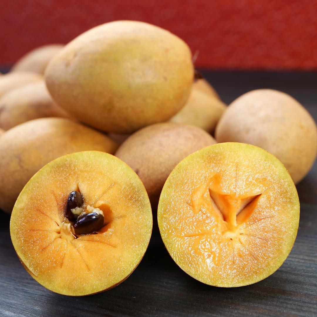 Live Sapodilla Tree, Tropical Sapodilla Fruit Tree, Sweet Fruit, 2–3 Feet Tall, Ready for Planting