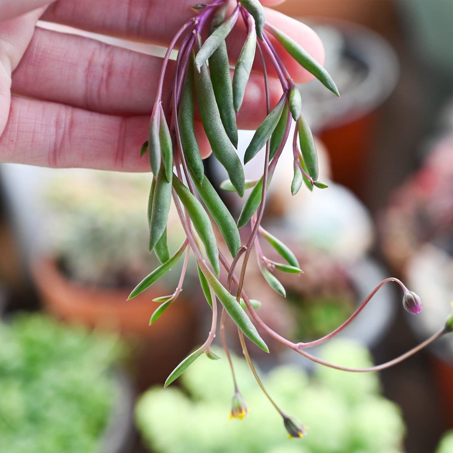 Sprout N Green Ruby Necklace, Othonna capensis L.H.Bailey Live Succulent Rooted in 4" Pot, Purple Hanging Trailing Plant for Home Office Wedding Decoration DIY Project Party Favor, Pet Friendly