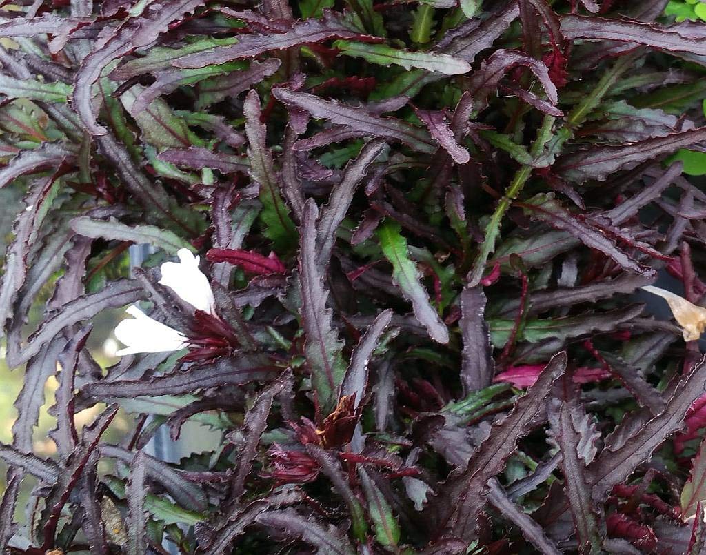 Dragon's Tongue Plant - Hemigraphis - Terrarium/FairyGarden/Houseplant- 2.5" Pot