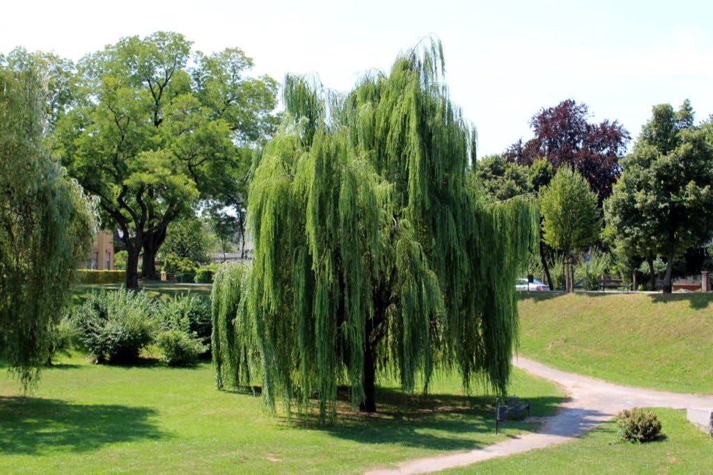 Weeping Willow Tree – Fast-Growing, Elegant Shade Tree with Graceful Drooping Branches – Cold Hardy, Ornamental & Low-Maintenance Landscape for Yards (1 Gallon/Potted/Set of 2 Plant)