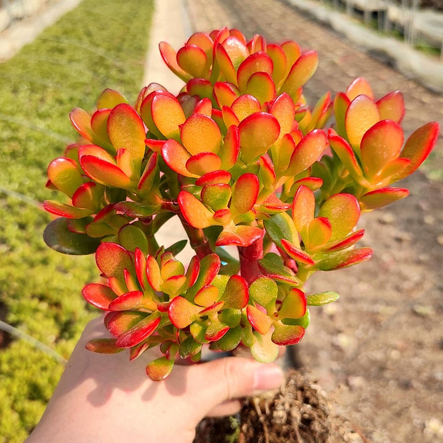 Sprout N Green Dwarf Jade - Crassula Ovata Crosby's Compact, Rare Cute Succulent Plant Fully Rooted in 2" Pot, Easy to Care, Keep Away from Pets
