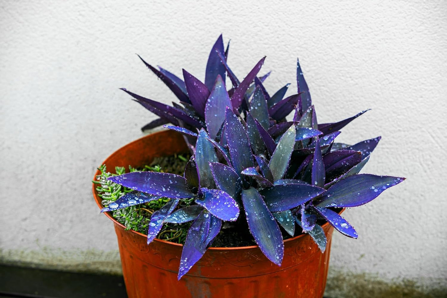 2 Blue Mirage Wandering Dude Cuttings to Grow | 3-4 Inches Long - Tradescantia Spiderwort Cuttings to Grow - Dark Blue/Purple - Easy to Grow Wandering Jew