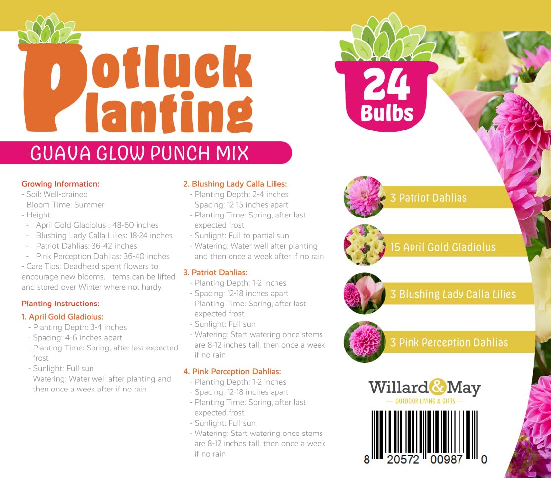 24 Easy-to-Plant Bulbs – Dahlias, Lilies, Gladiolus – Guava Glow Punch Flower Bulb Mix - Vibrant Colors & Fragrance – Summer Blooming Garden Gift Set