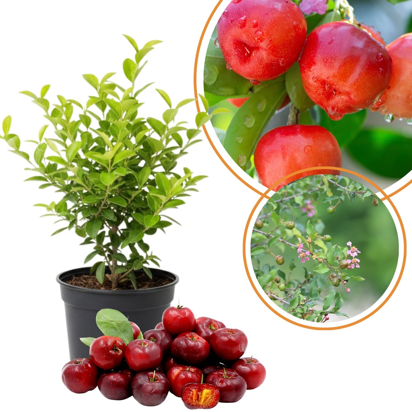 2 Barbados Cherry Tree Live Plant, 4-7'' Tall, Barbados Cherry Tree for Edible Garden, No Pot