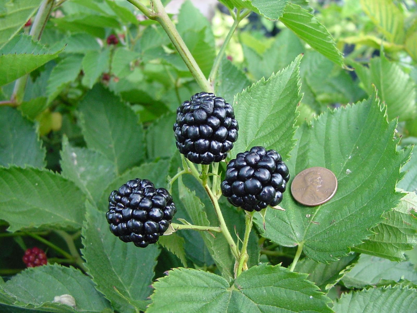 BlackBerry Plants Natchez (4 Pack) Live for Sale | Easy to Grow Plants | Edible Fruit Plant for Sustainable Living | Grow Your own Food on Your Organic Garden | Live for Planting |