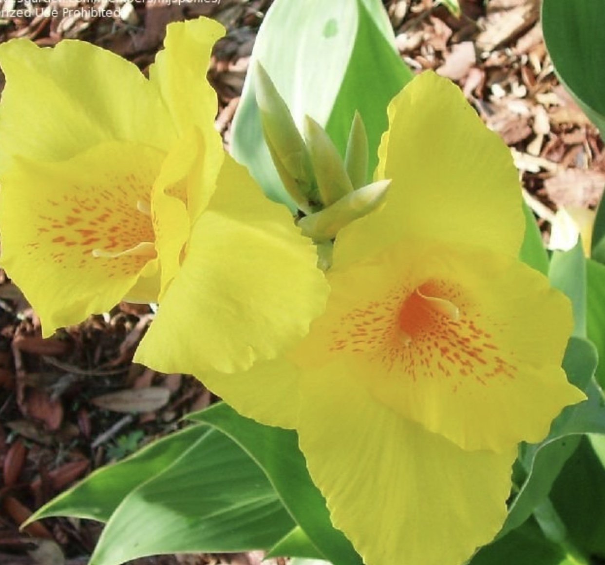 Yellow Futurity Canna Flower Bulbs - 3 Bulbs per Pack - Grows Well in Containers - Attracts Butterflies and Hummingbirds - Deer Resistant