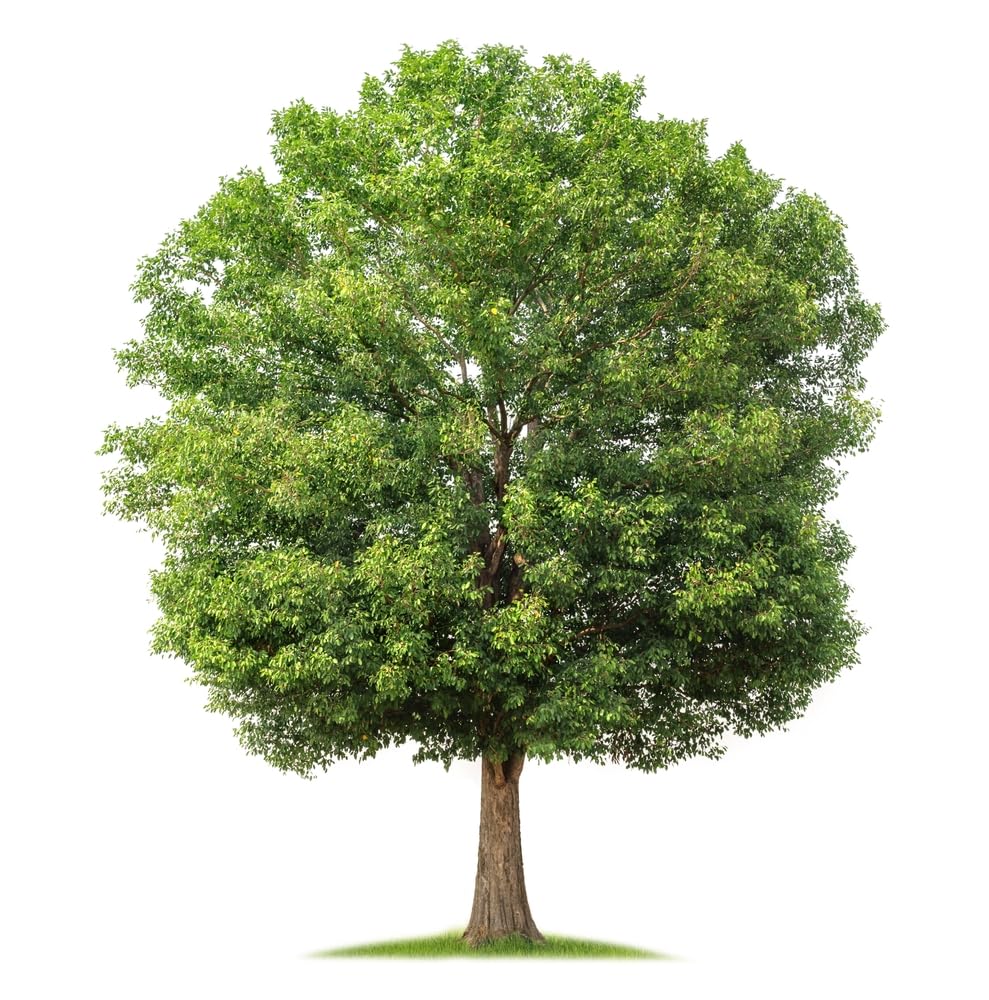 Black Walnut Tree Seedling - Live Plants | Live Tree Seedlings (3 TreeSeedlings)