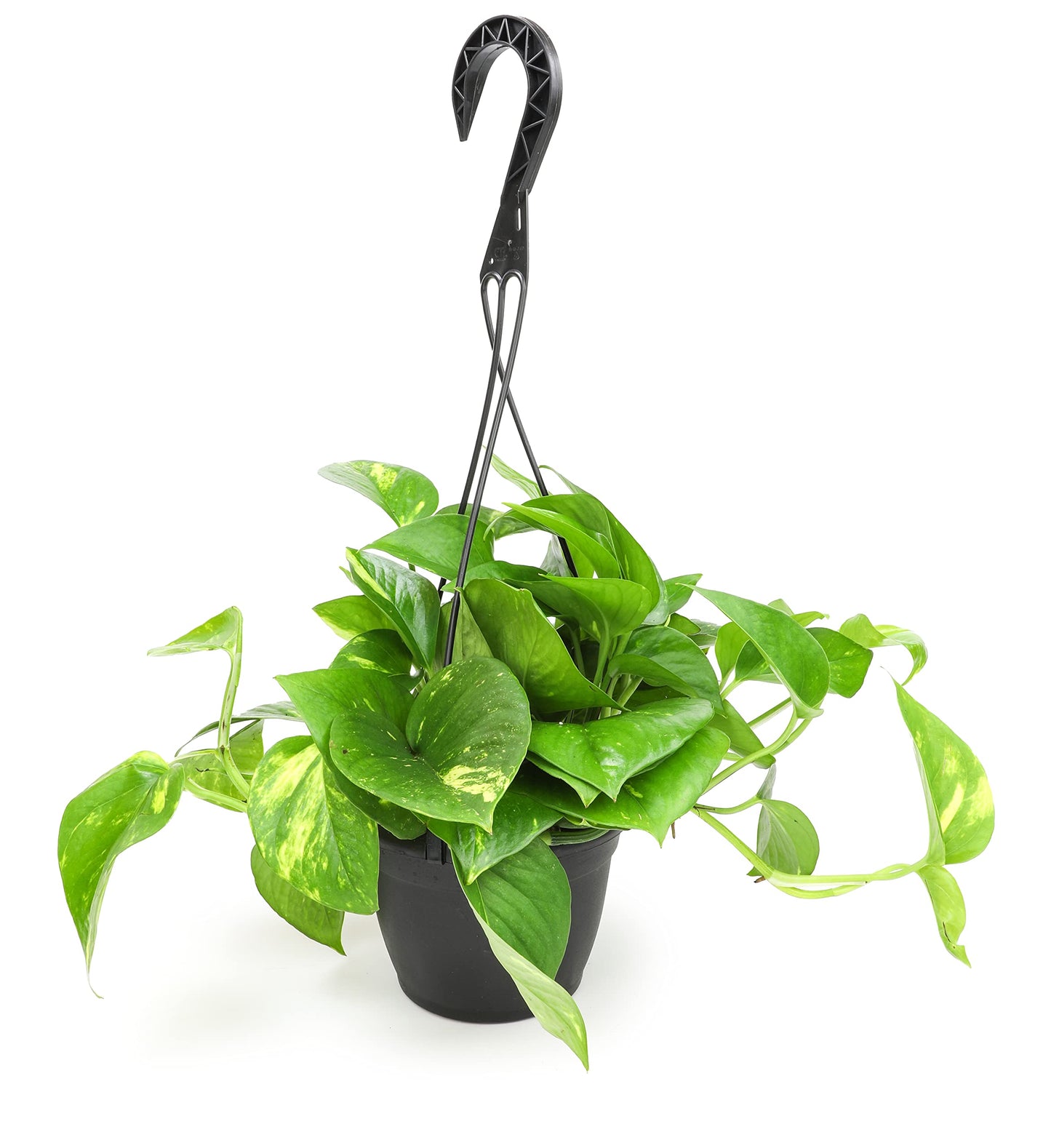 Golden Pothos Plant Live in Hanging Planter Pot Live by Plants for Pets, 1 Count