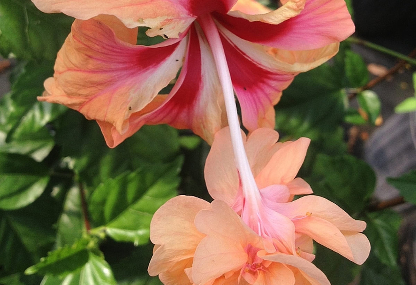 Peach Lions Tail El Capitolo Sport - Tropical Hibiscus rosa-sinensis - Live Plant - Unusual Double Orange Pom Pom Flower - Emerald Goddess Gardens - Starter Sz 4 Inch Pot
