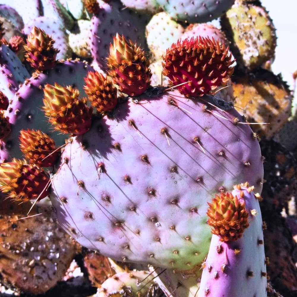 Purple Prickly Pear Cactus Live Plant, in 3 Inch Pot, Prickly Cactus Plant, Colorful Succulent for Garden and Containers
