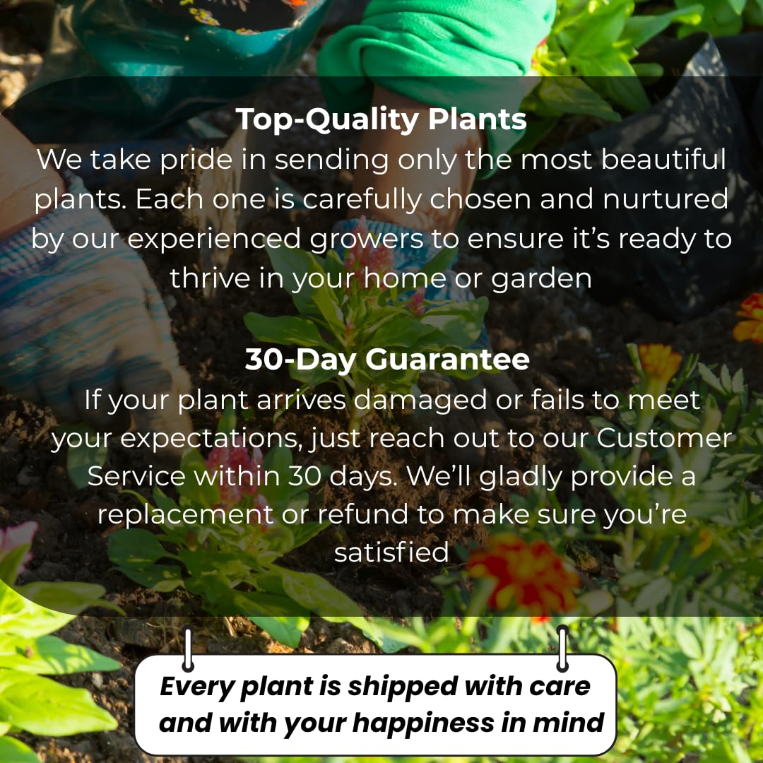 Surinam Cherry Tree for Planting 2.5–3 Ft | Live Cherry Plant | Compact Tropical Fruit Tree for Backyard, Outdoor, and Container Growing | No Ship to CA,HI,AK