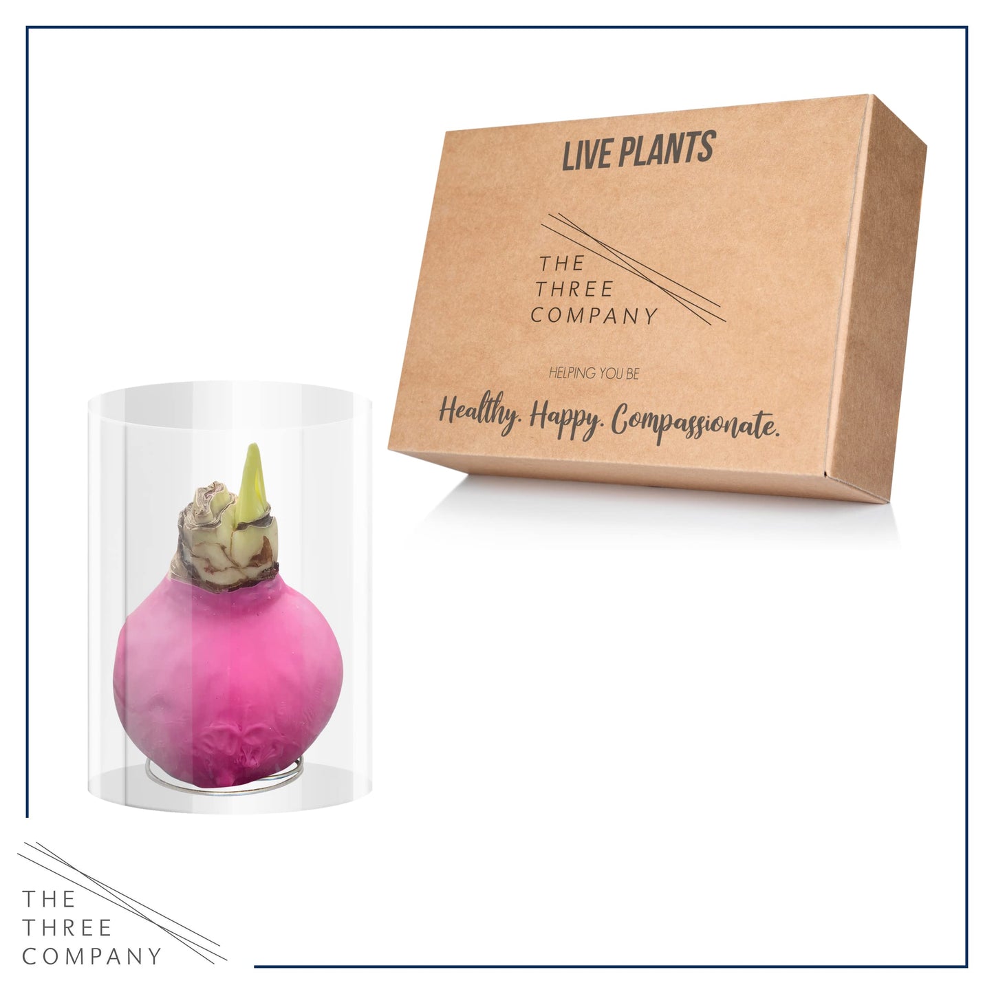 Waxed Amaryllis Bulb - Pink Wax, White Blooms - Easy Care - No Watering Needed! Beautiful Spring Décor