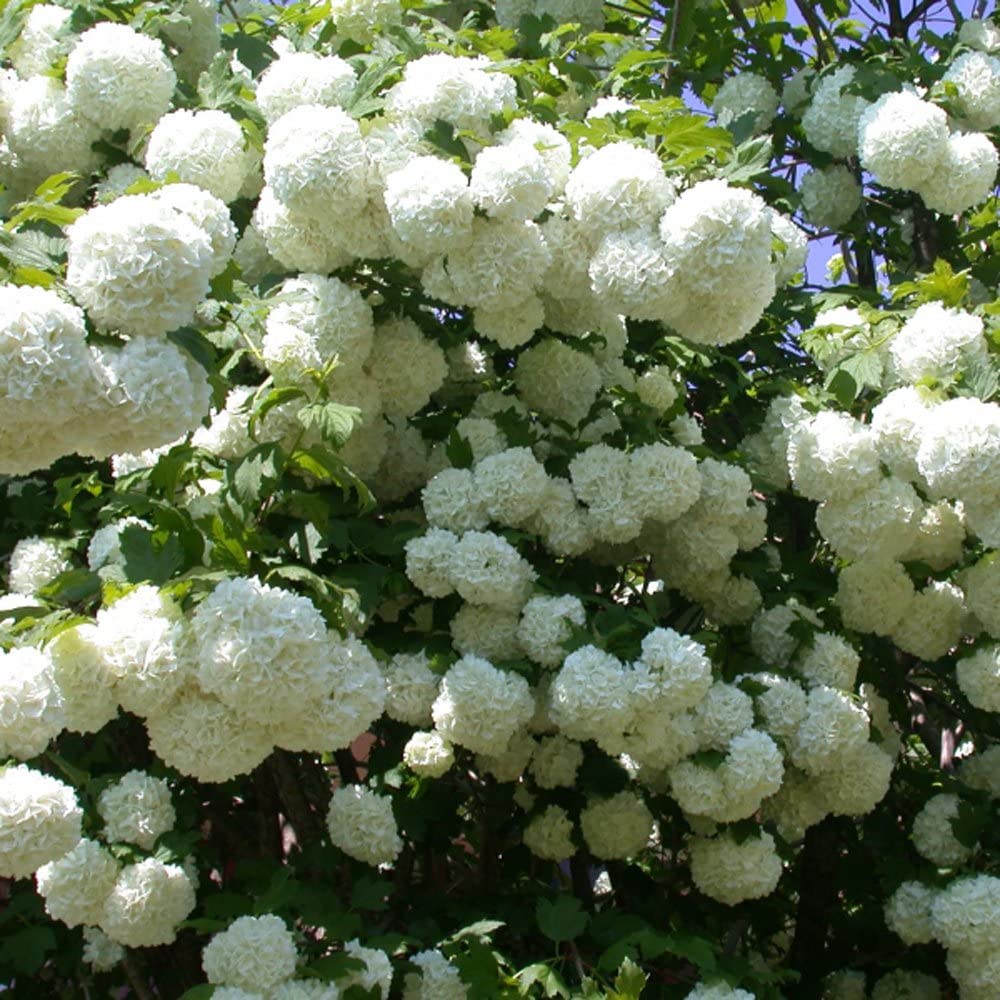 Shakaz Viburnum Shrub – Evergreen Flowering Shrub with White Fragrant Blooms and Glossy Foliage, Low-Maintenance Landscape Plant for Gardens & Borders (2 Gallon/Potted/Single)