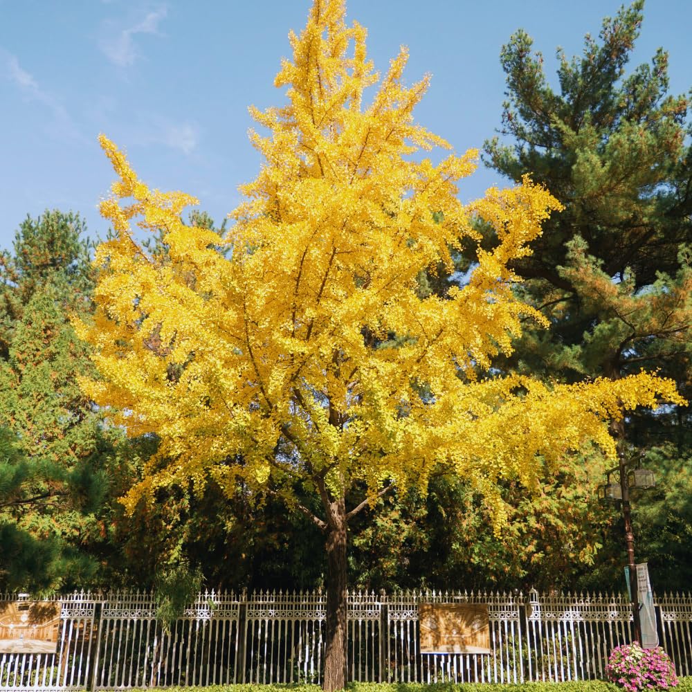 Ginkgo Tree Live Plant, 7 to 11 Inc Tall, Ginkgo Plant Seedling, 4 Inc Potted Shrub Plant