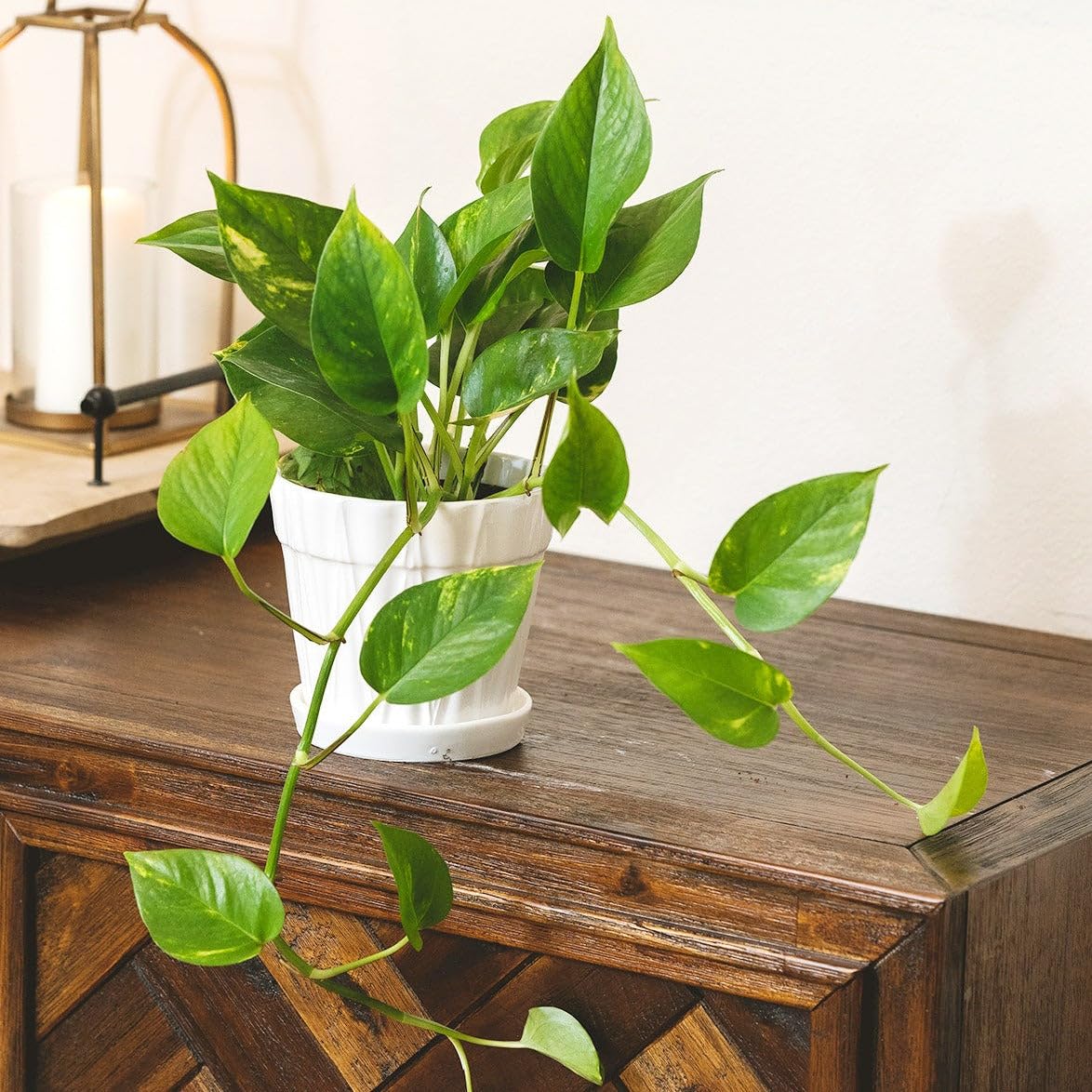 Pothos Golden (6 inch) - Lucky Houseplants - 4/6 inch Unique Live Decorative Houseplants - Easy to Care Indoor Plants, Perfect for Office, Home & Feng Shui Decor