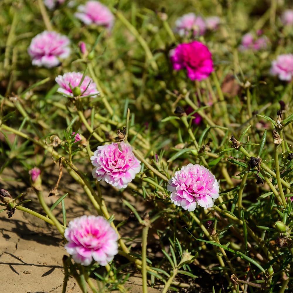 Set 2 Portulaca Plants, Portulaca Moss Rose Plants Live, 4-6 inch Flower Clump Groundcover Mix Color Flowers Plant