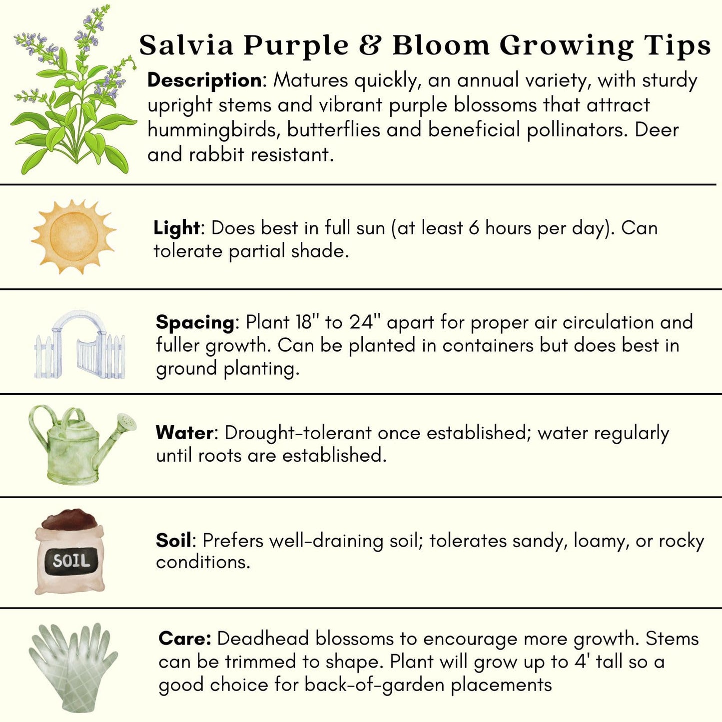 Clovers Garden Salvia Purple and Bloom Plants - Two (2) Live Plants – Non-GMO - Not Seeds - Each 4" to 8" Tall – in 4" Inch Pots - Pollinator Magnet, Heat Tolerant, Low Maintenance