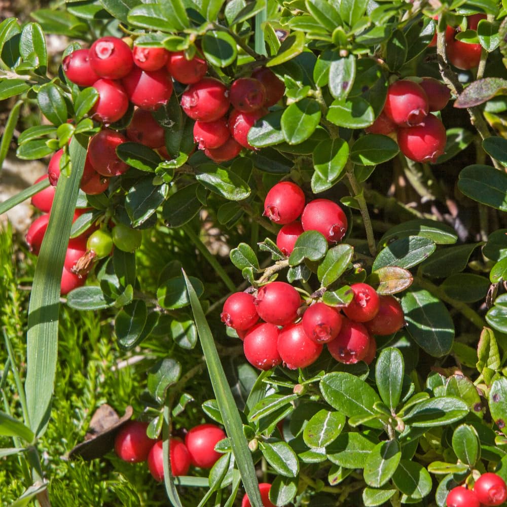 Red Lingonberry Plant, Live Red Lingonberry Starter Plant, Live Lingonberry Bush Plants, 4 to 6 Inch Tall